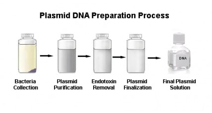 Large Scale Plasmid DNA Prep Level 1-up to 2000µg